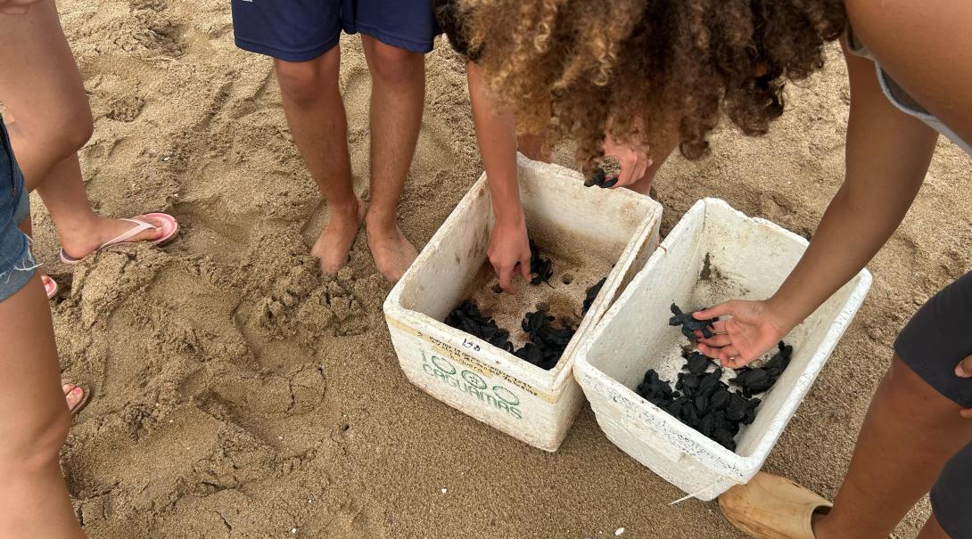 Conservation volunteers handling baby turtles